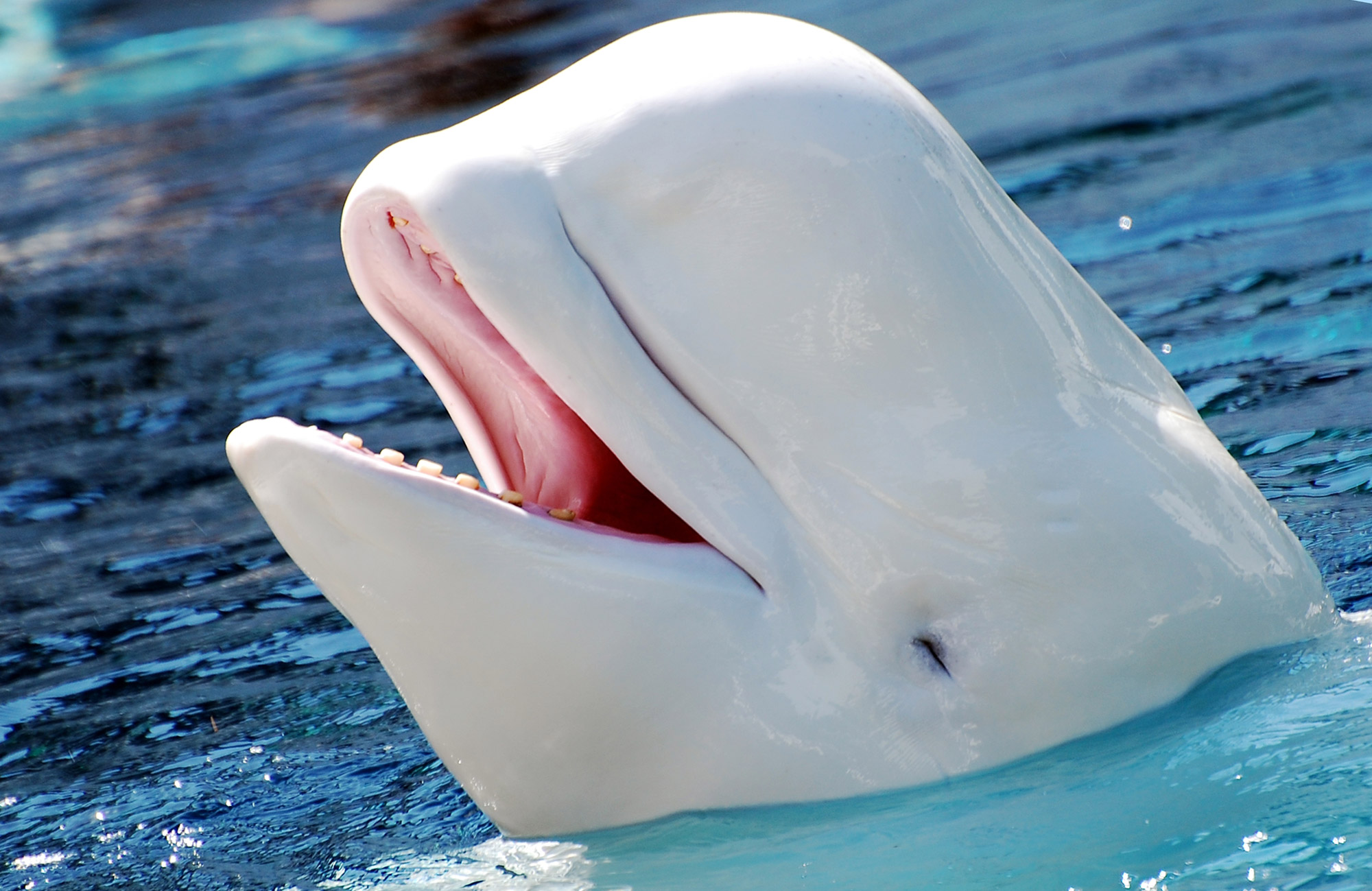 Beluga Whale Images